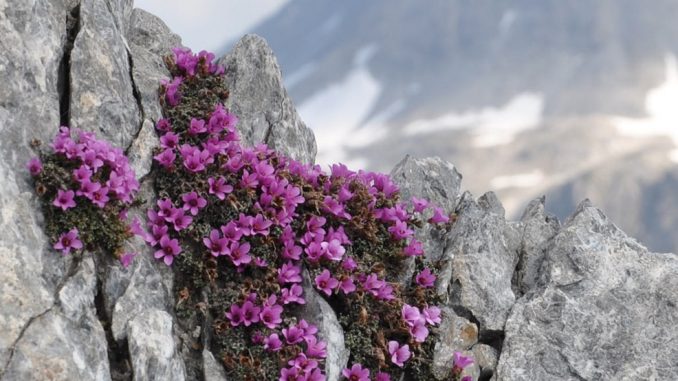 20180405_sUMMITDiv-slider_0000_Veronika-Stoeckli-SLF_01