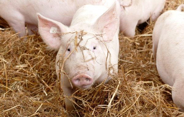 Biomastschwein_im_Stroh