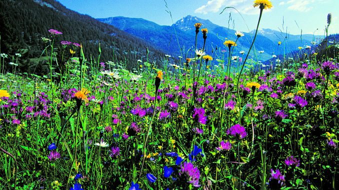 Blumenwiese_prairie