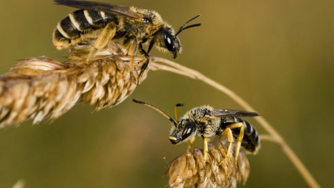 wtl_wildbienen_01