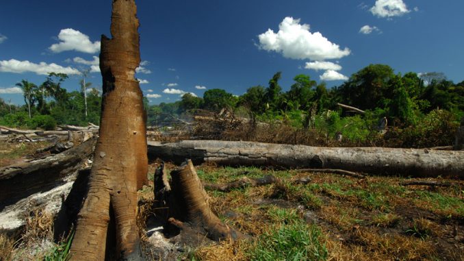 01_Waldzerstoerung_Brasilien__c__Zig_Koch_WWF