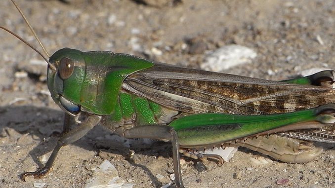 180503_news_Locusta_migratoria_Gruissan_wikimedia