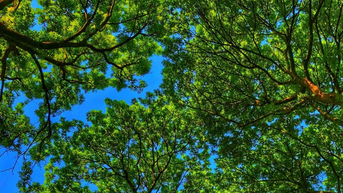 2018-05-30-baum_als_effizienzwunder_c_christiane_wittmann