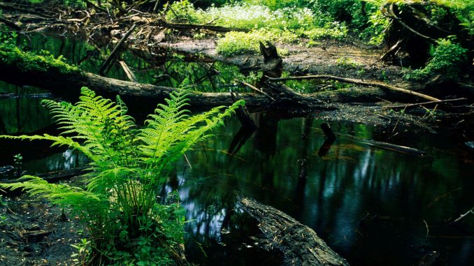 Fern next to a stream, Bialowieza National Park, Poland