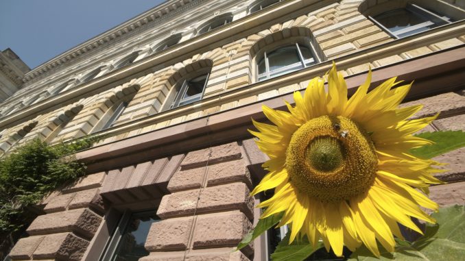 Sonnenblumen TU