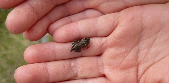 csm_Minifrosch_auf_Kinderhand_Sixta_Goertz_flach_74dccce182