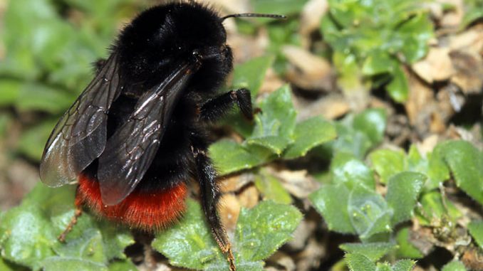 150304-nabu-steinhummel-helge-may2