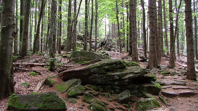 800px-Bayerischer_wald_intakt