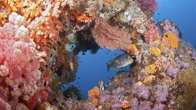 corals