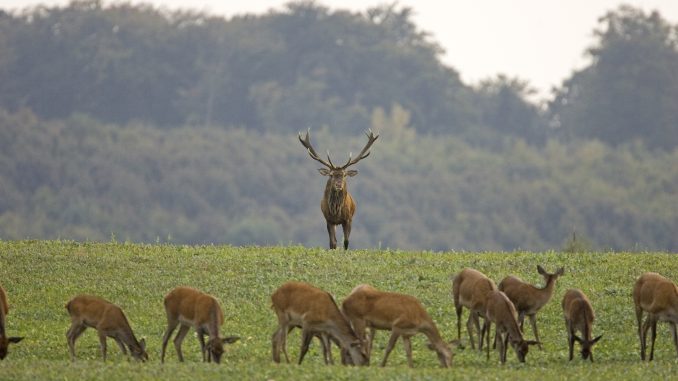 rotwild_hirsch_kahlwild_01