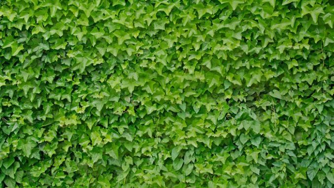 Climbing ivy plant Hedera helix background