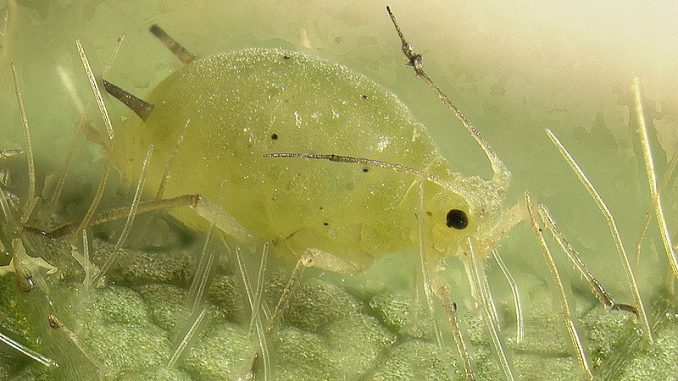 800px-Soybeanaphid