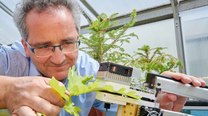 Herr Burkhardt erforscht die Auswirkung von Feinstaeuben auf Baeume