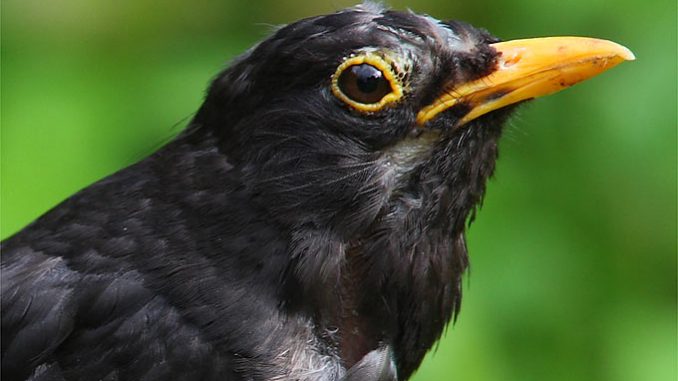 140825-nabu-amsel-frank-derer7