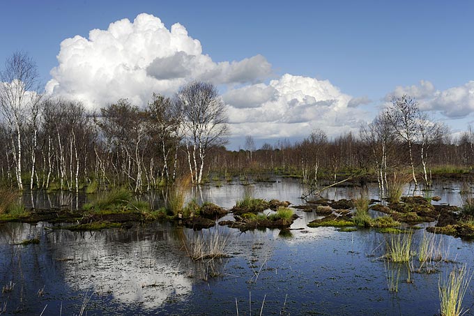 Intakte Moore schützen das Klima und dienen als Wasserspeicher
