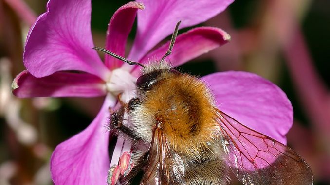 800px-Bombus_pascuorum_female_2_(aka)