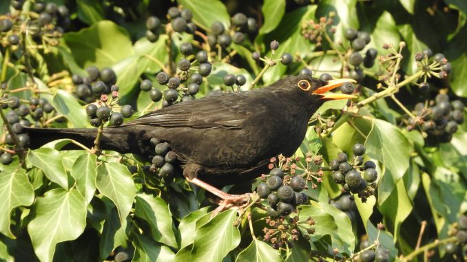 PM152-18 Amsel