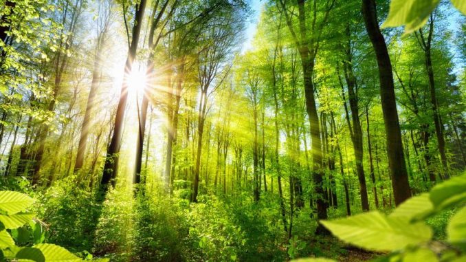 csm_sonne_wald_afe772696d