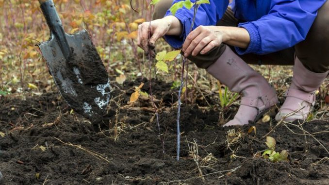 Klimawandel zeigt: Der Herbst ist die beste Pflanzzeit