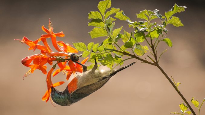 sunbird_eikelenaneuschulz_300dpi