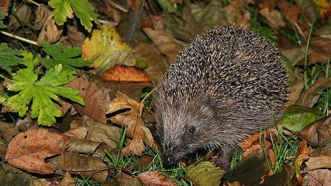 20140808-nabu-igel-thomas-munk