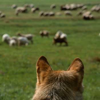 350-Wolf-und-Schafherde-c-Staffan-Widstrand-WWF