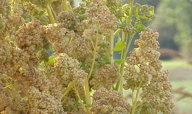 Chenopodium_quinoa0
