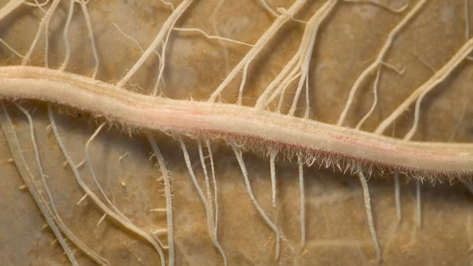 Rhizosphaere_657769