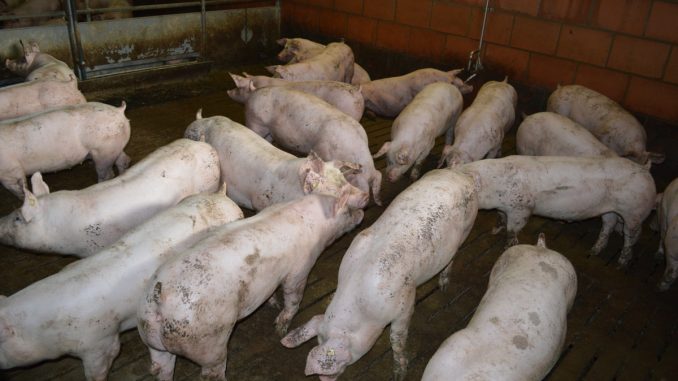 Schweine_Willi_H._1