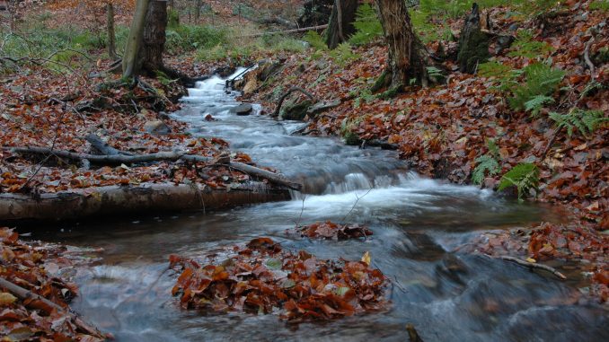 Wasser_im_Wald