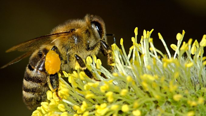 biene-pollen