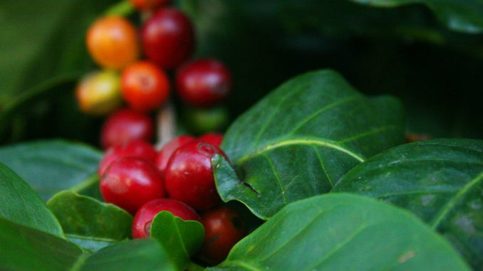 coffee-plant