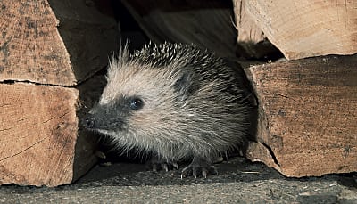 steckbrief_igel_lebensweise_angepasster-winterschlaefer_teaser_m