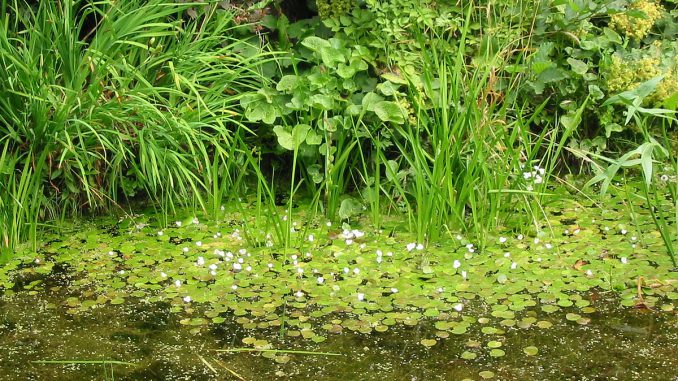 1200px-Waterplanten_sloot_alphen_aan_den_rijn
