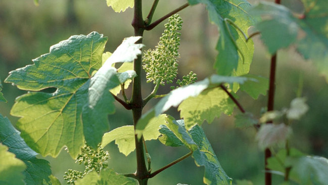 181016_Folgen_Klimawandel_Weinbau