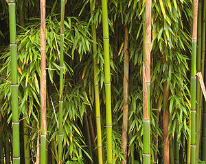 300px-Bamboo_Richelieu
