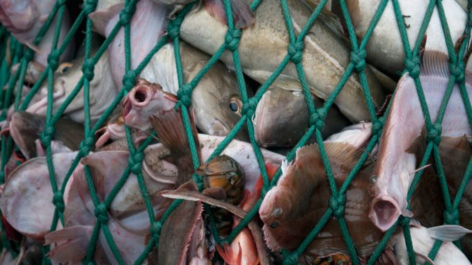 Fishing dragger hauls in net full of Atlantic Cod fish (Gadus morhua), Yellowtail Flounder (Limanda ferruginea)