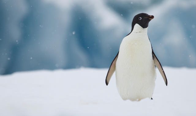 Penguin_lpr_WW275944