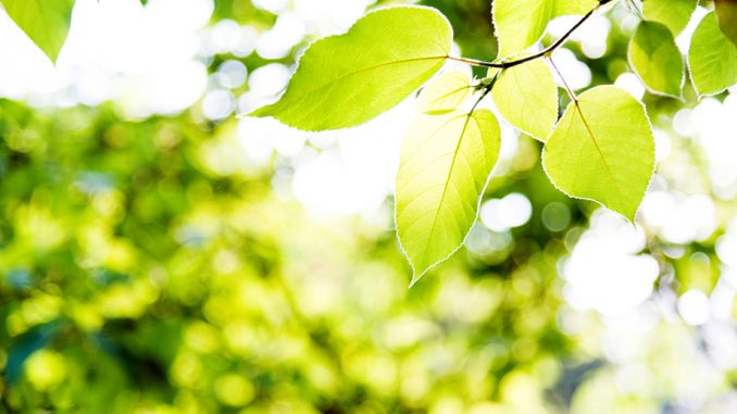 Fresh green leaves in springtime