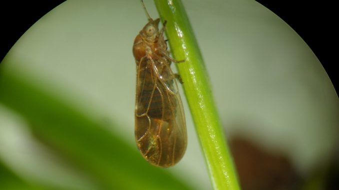 Pflaumenblattsauger-Weibchen (C. pruni) saugt an Fichtennadel, S