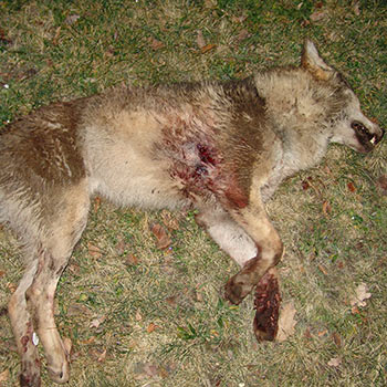 350-toter-Wolf-c-Klaus-Bullerjahn