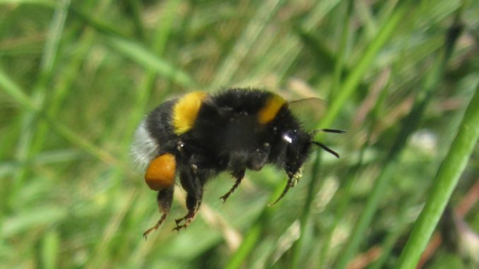 Hummel