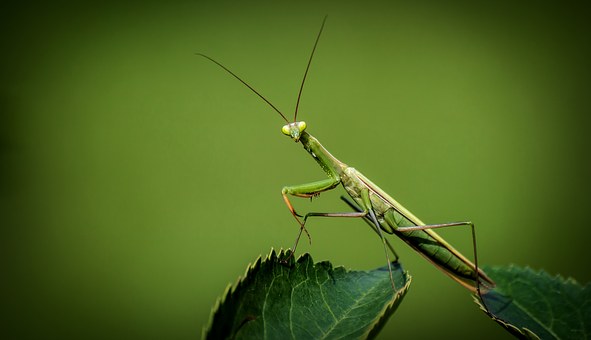 Insekten 2