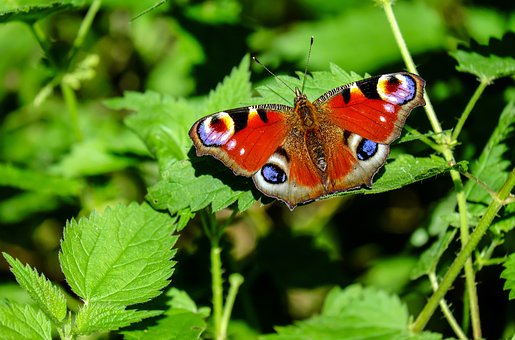 Insekten