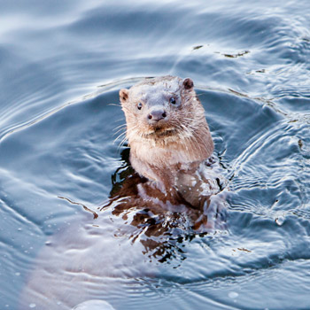 Otter-Wasser-Protect-Water-WW168239-c-Global-Warming-Images-WWF
