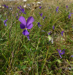 Wildpflanzen