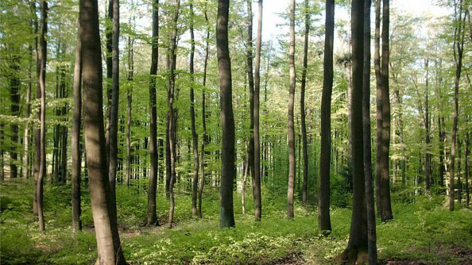 Buchenwald_Frühling