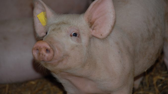 Schweine auf Stroh gehalten