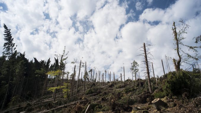 Waldschaden mit durch starken Wind abgebrochenen Bäumen