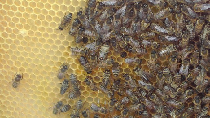 800px-BeesAndHoneycombs01